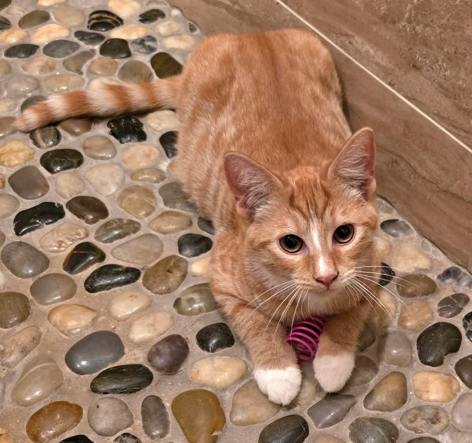 Loudoun Community Cat Coalition tweet media