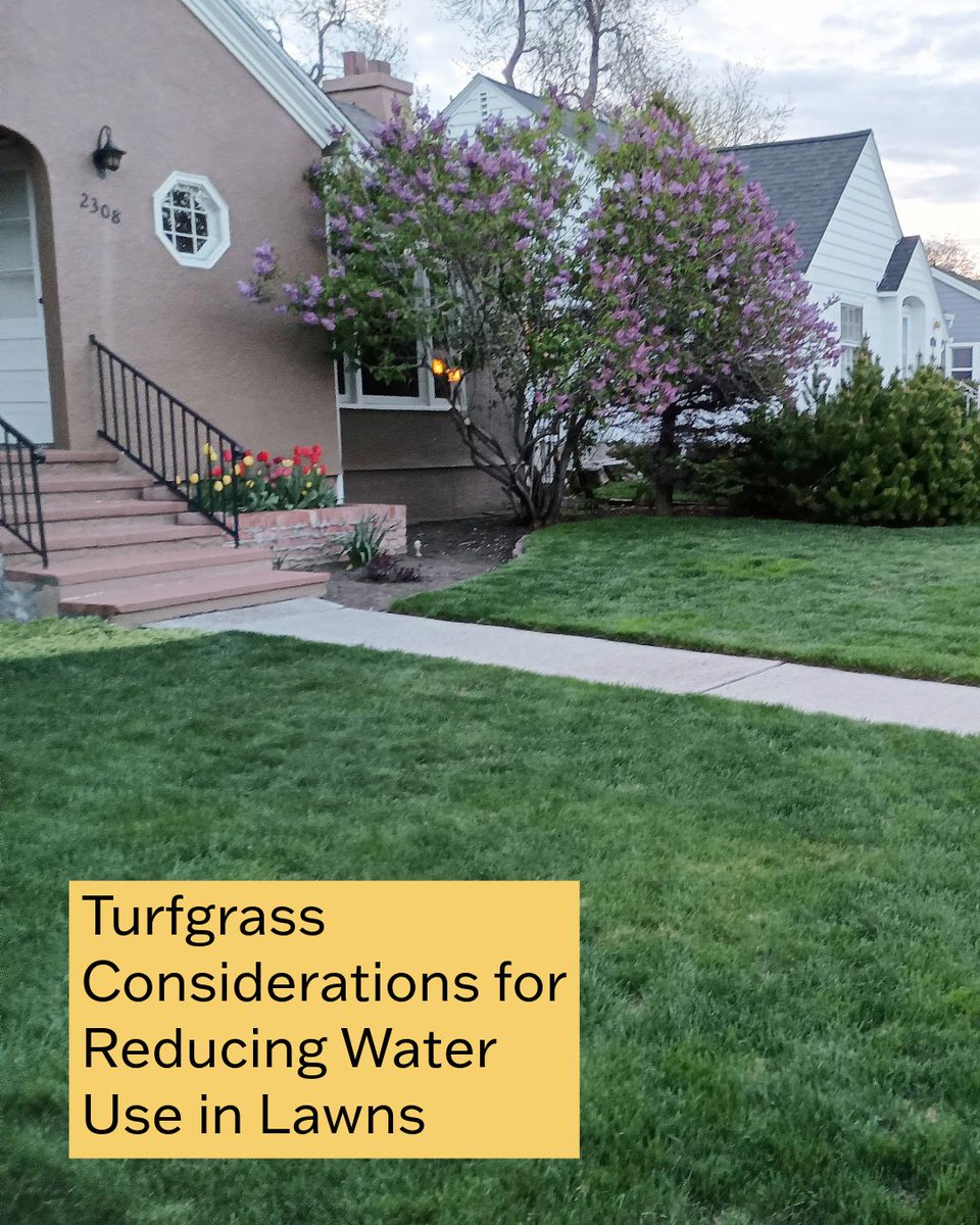MSU_Extension's tweet image. Learn about turfgrass considerations for reducing water use in lawns:
montana.edu/extension/lila…