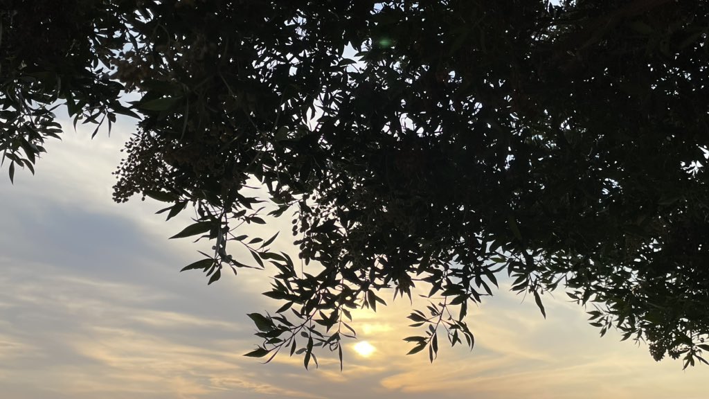 "ودّعتُهُ عِنْدَ الغروبِ مُلوِّحًا
من يومِها.. كلّ الزمانِ غروب
من يومِها كفَّي تلوّح وحدَها
تاب الغروبُ وما لكَفِّيَ تَوْب.."