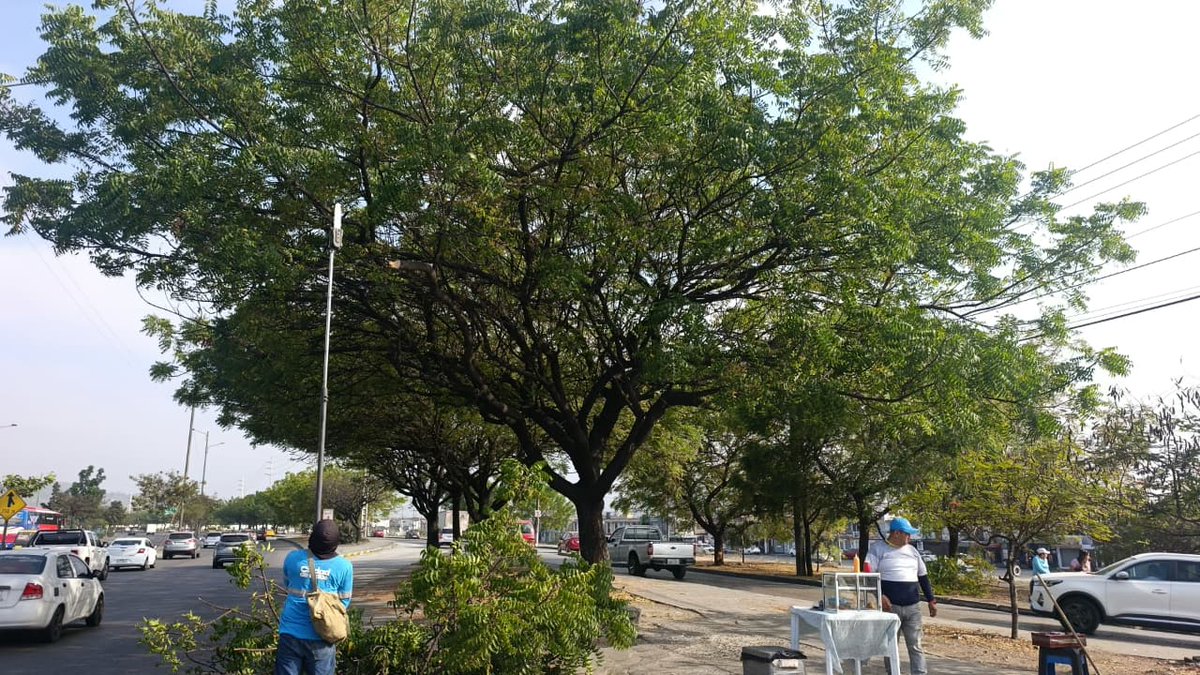 parquesgye's tweet photo. En Mucho Lote 2 avanzamos con fuerza: ejecutamos trabajos de desbroce, poda y limpieza con responsabilidad y constancia. La acción sostenida es nuestra forma de transformar el entorno. #CiudadDetodos #Guayaquil #ParquesEP @alcaldiagye @aquilesalvarez https://t.co/yhPklERDZj