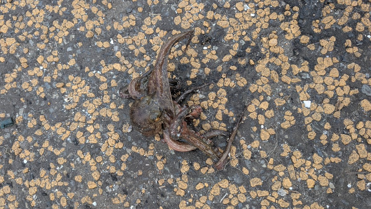 ボウズ逃れでタコ釣れやした(笑)