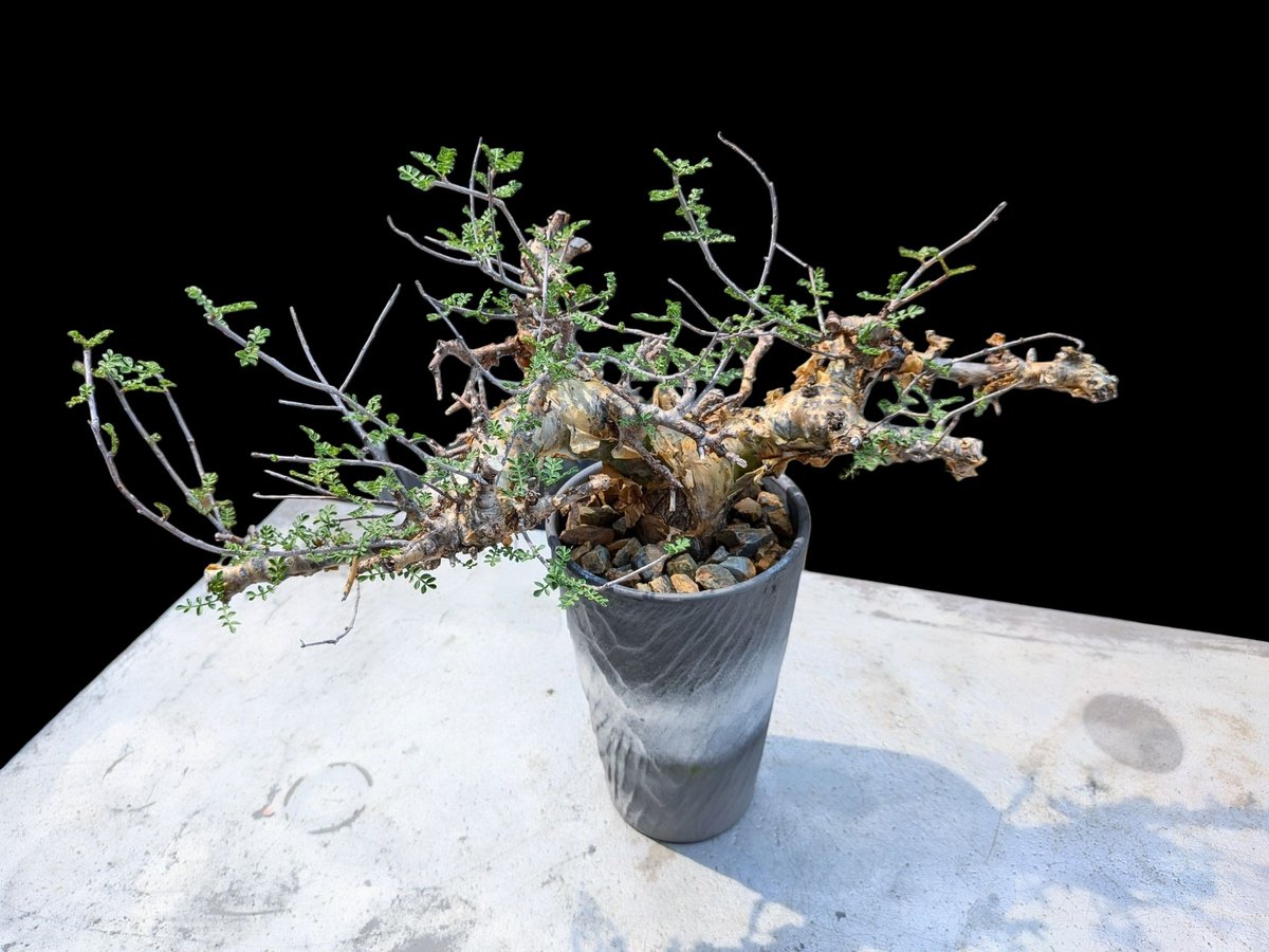 コミフォラ　シヌアタ　実生 コミフォラ シヌアタ 実生 コミフォラ シヌアタ 実生 - メルカリ