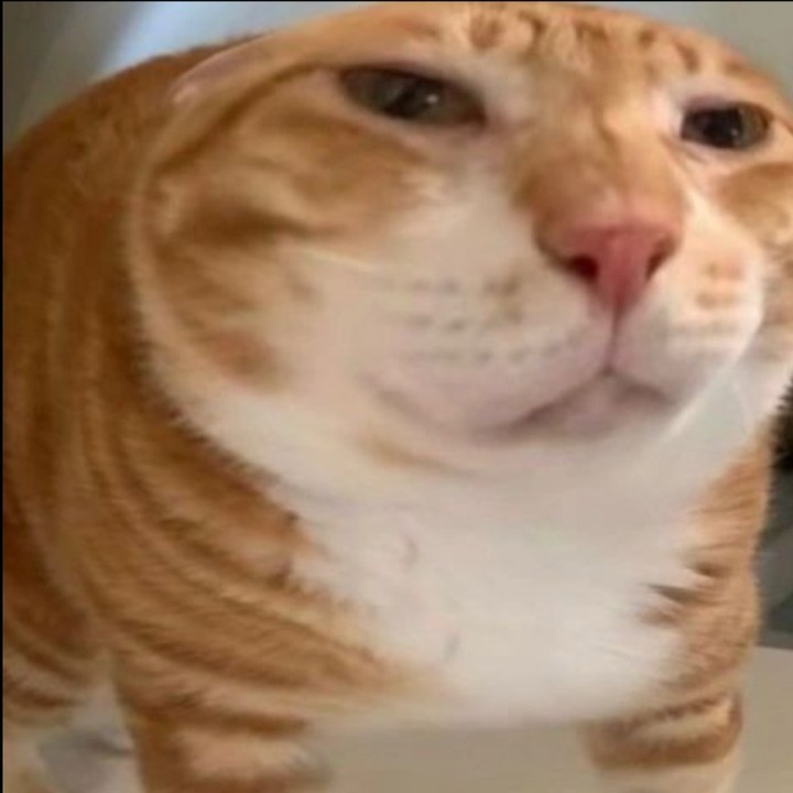 Punch Cat (@punchingcat) on Twitter photo 