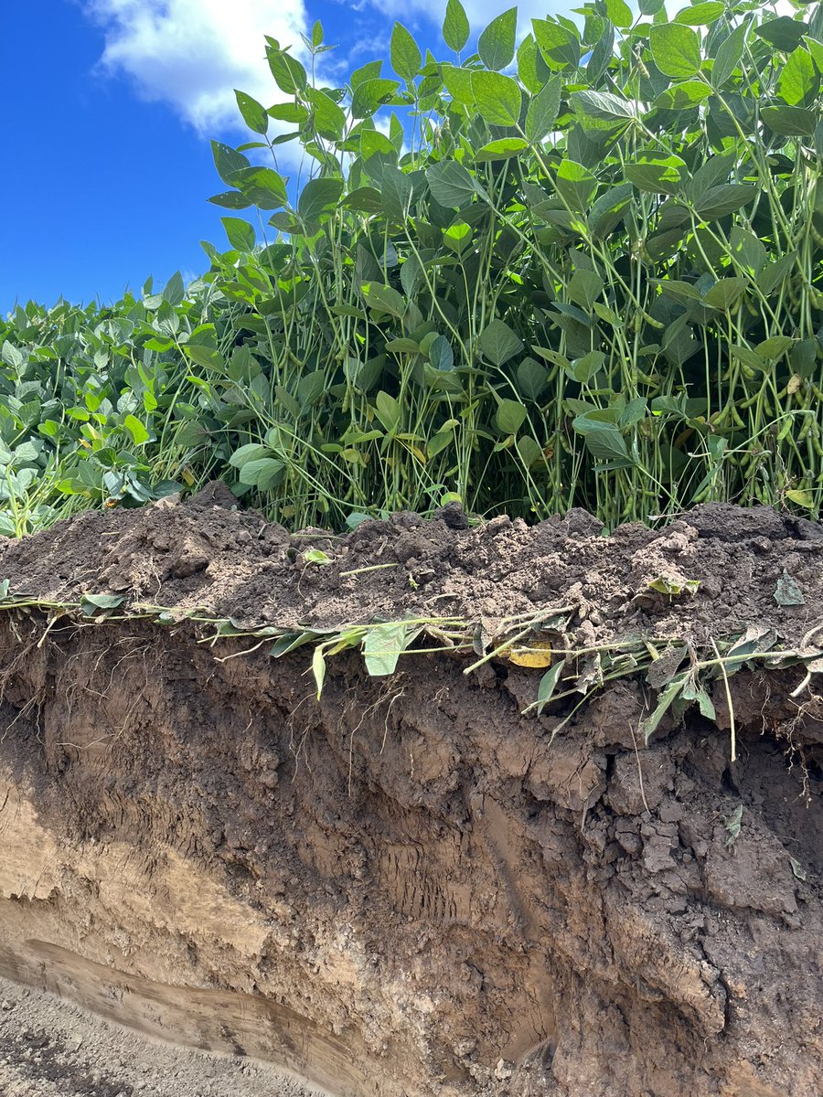 Robin Poss tweet media