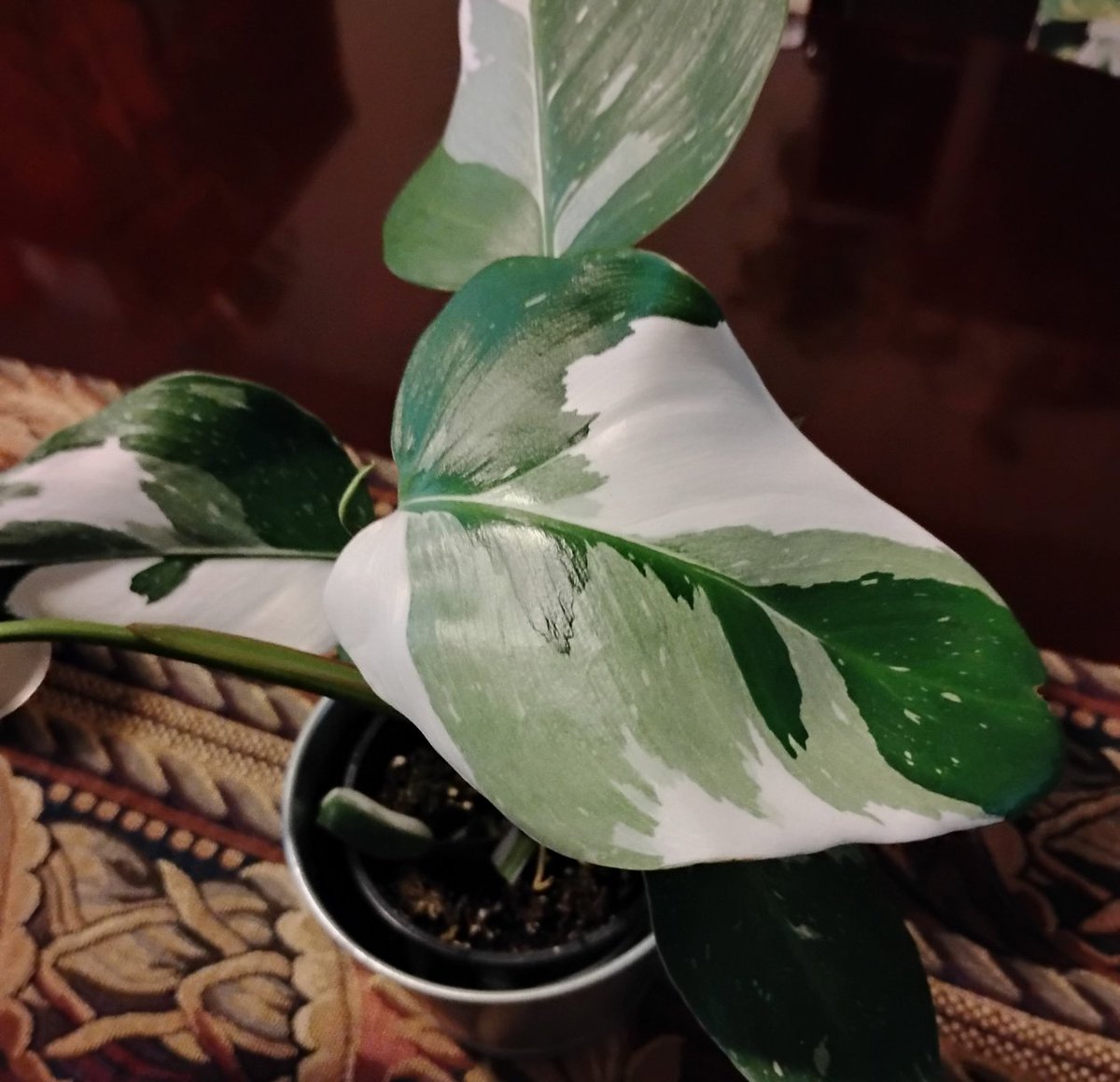 WideDamnAwake's tweet photo. I got a new baby!! 🥰
White Princess Philodendron. 
I lost the battle with my self control. 
She's worth it!!  💚 https://t.co/RrzPpt16ga