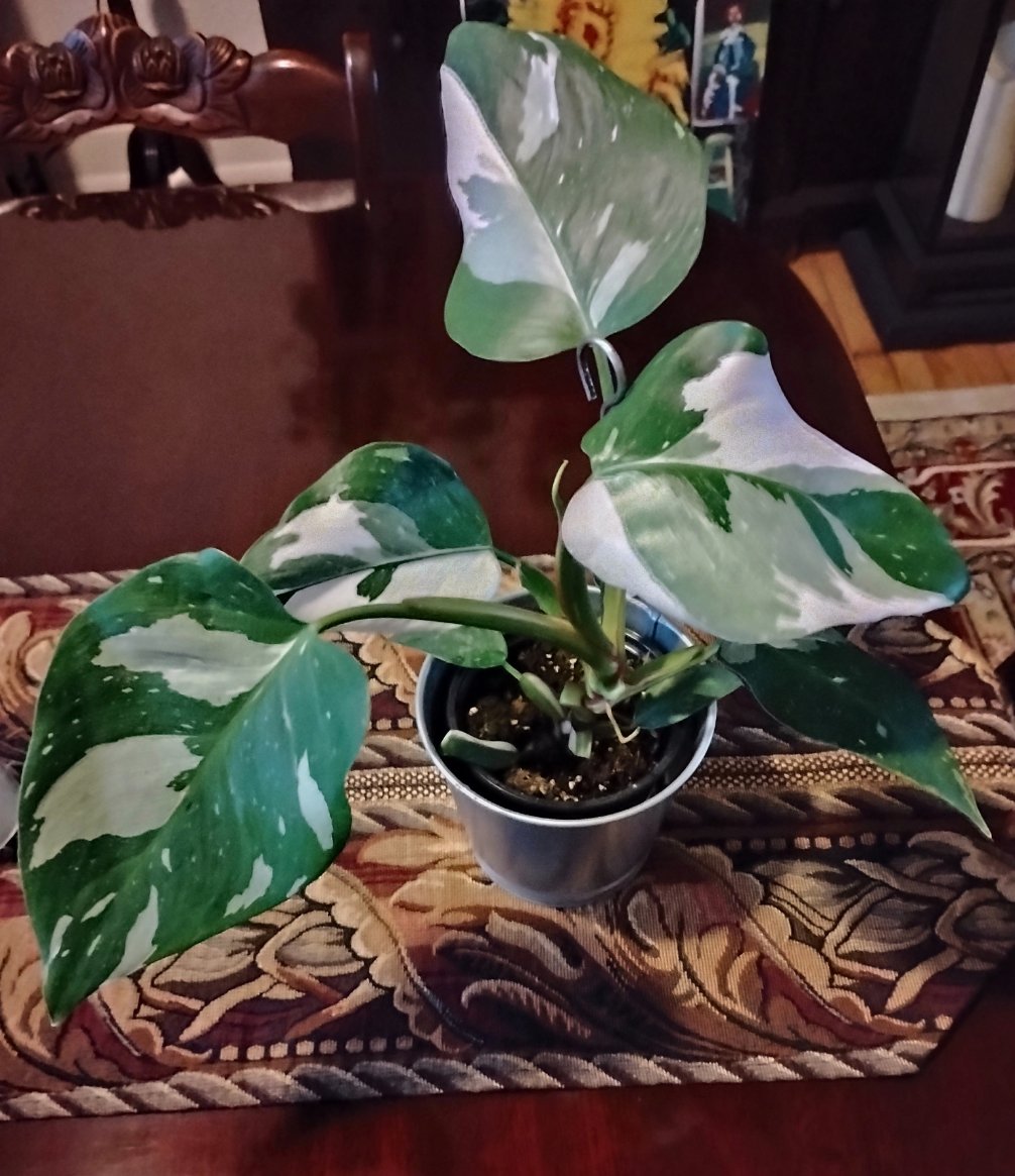 WideDamnAwake's tweet photo. I got a new baby!! 🥰
White Princess Philodendron. 
I lost the battle with my self control. 
She's worth it!!  💚 https://t.co/RrzPpt16ga