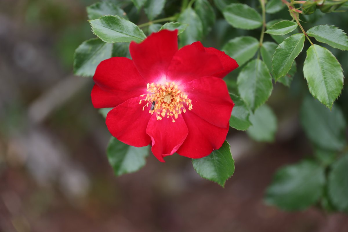 おはようございます。