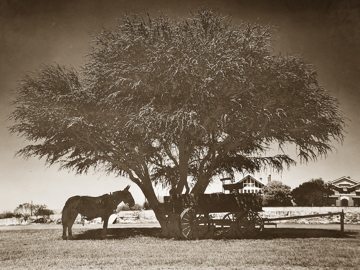 Traces of Texas tweet media