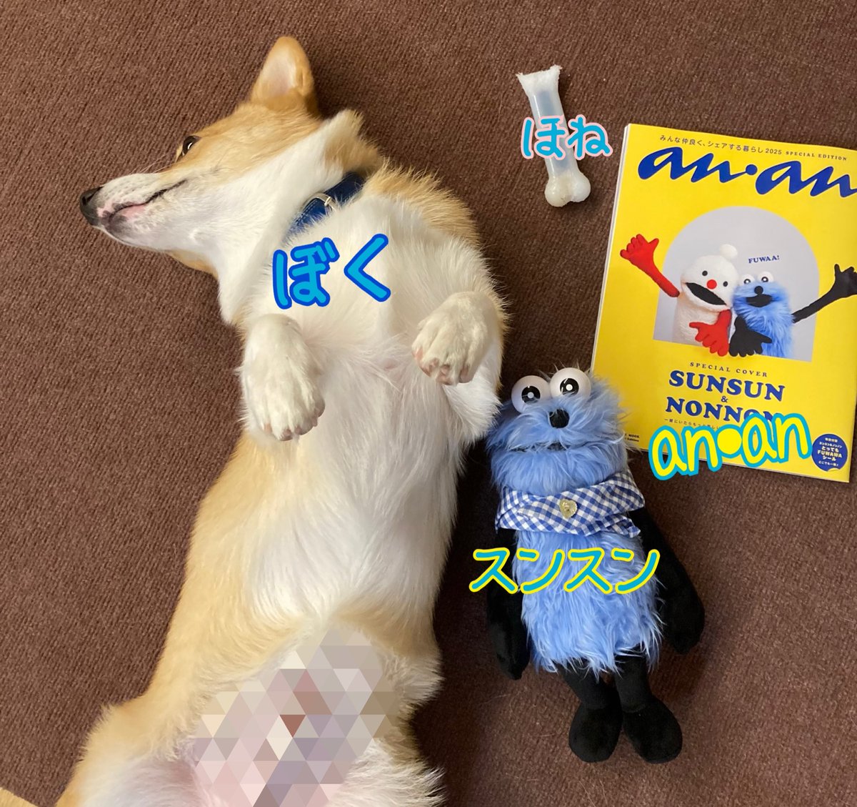 手乗りサイズのコーギーさん♪ コーギースンスン (@sunsunmitachan) / X