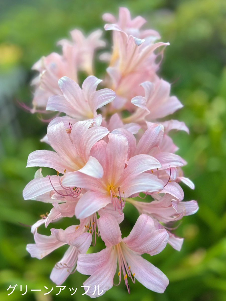 綠意家園 讓每一份愛成為幸福的開始.nex