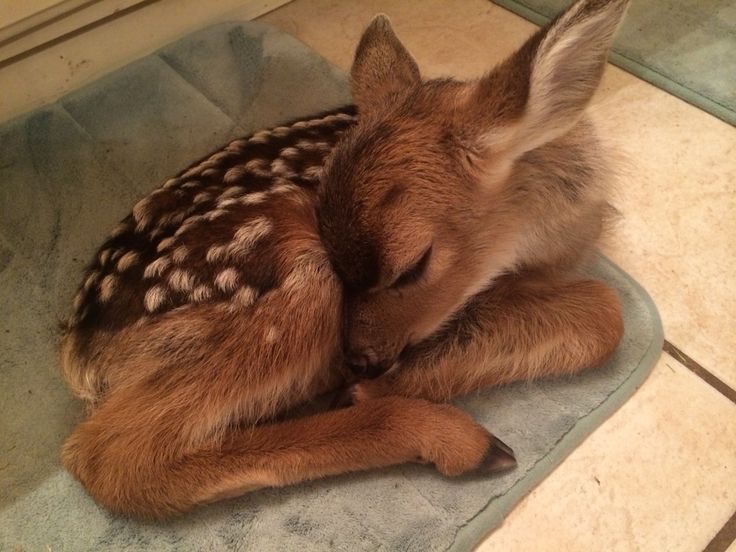 I LOVE the thought of corona ( and basically any other dev potrayed as a deer like stickmasterluke ) sleeping like deer,  idk why but it feels like it adds character,, pls someone notic ts