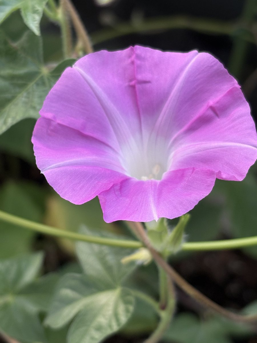 おはようございます☀
今日は仕事だー
朝顔が咲いてくれて元気もらった💕