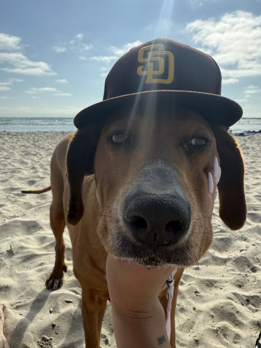 user495837's tweet photo. #padrespets https://t.co/M7sL26Su7A