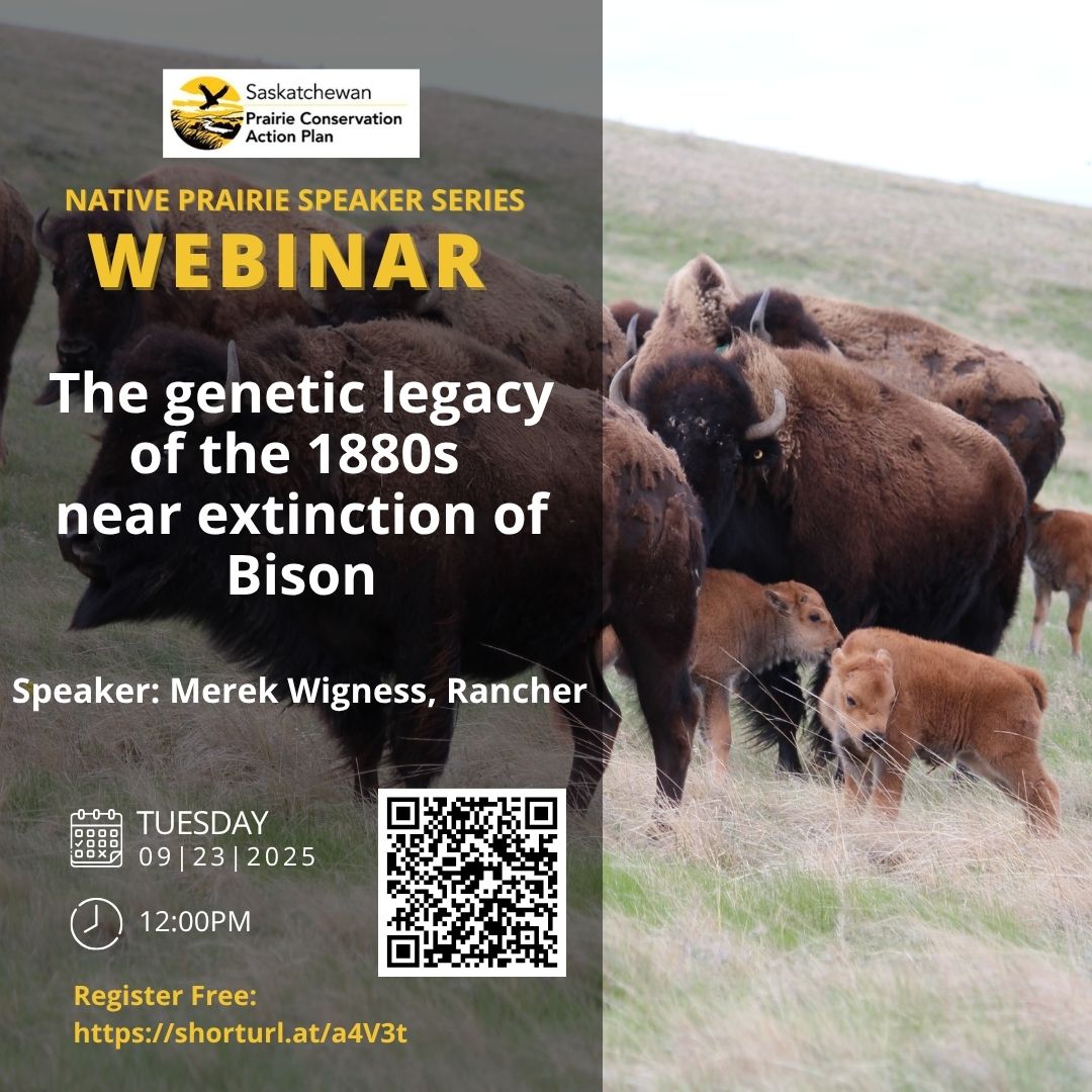 Native Prairie Speaker Series Webinar: The genetic legacy of the 1880s near extinction of Bison
Speaker: Merek Wigness, Rancher
Tuesday September 23, 2025 at 12:00pm
Register Free: shorturl.at/a4V3t
Everyone is welcome to attend! This webinar is FREE! Tune-in from anywhere!