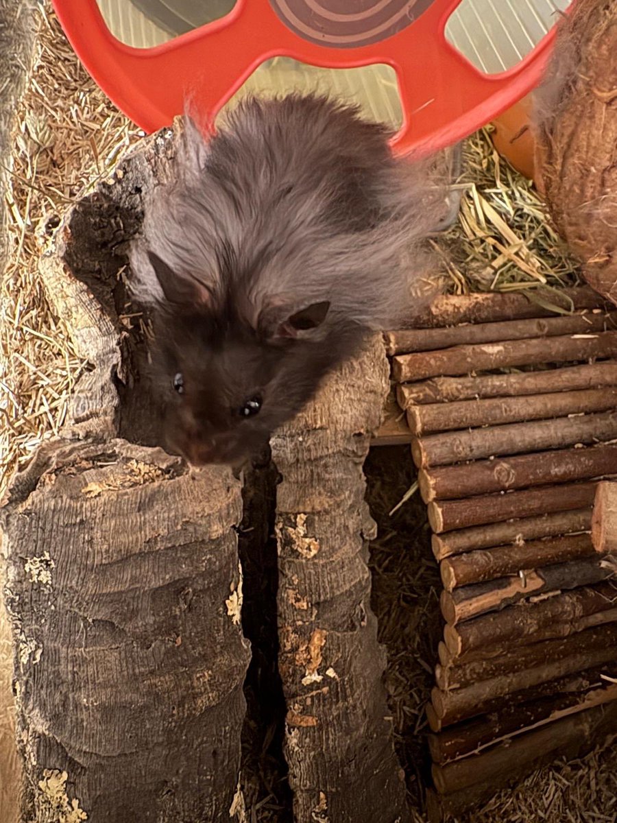 Mein Hamster Sebastian Baumer der Schreckliche frisst ausnahmslos die Mehlwürmer aus dem Futter. Den Rest lässt er liegen. In der Zoohandlung kostet ne Packung Mehlwürmer 4 Euro. Geht’s noch?

Hab jetzt ne Scheibe Salami in den Käfig reingeworfen, da kommen die irgendwann auch
