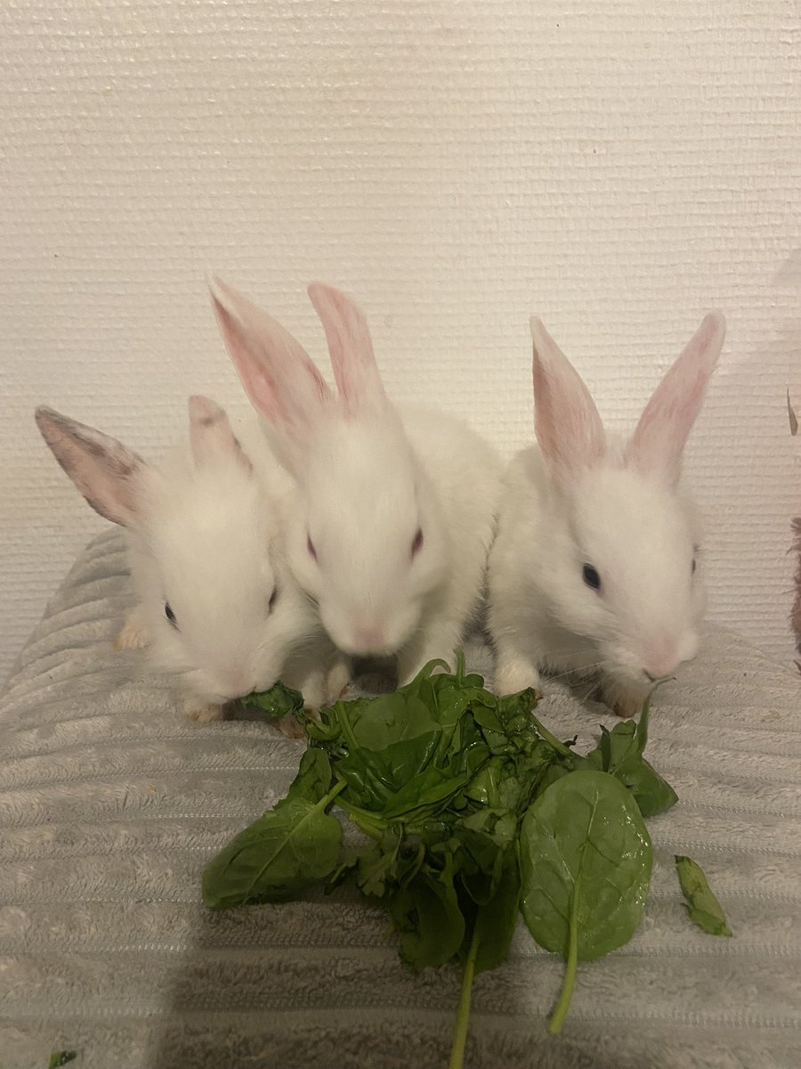 milkyRIS's tweet photo. Mes chéris nés le 15 juin cherchent une nouvelle famille !!! Ils sont très sociables et joueurs. Ils sont nés d’un croisement entre ma lapine de taille moyenne et mon lapin tête de lion nain. Je suis du secteur Lille. Dm pour plus d’info <333 https://t.co/8Uef9UH0iu