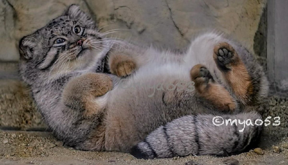 Daily Manul (@dailymanul) on Twitter photo 