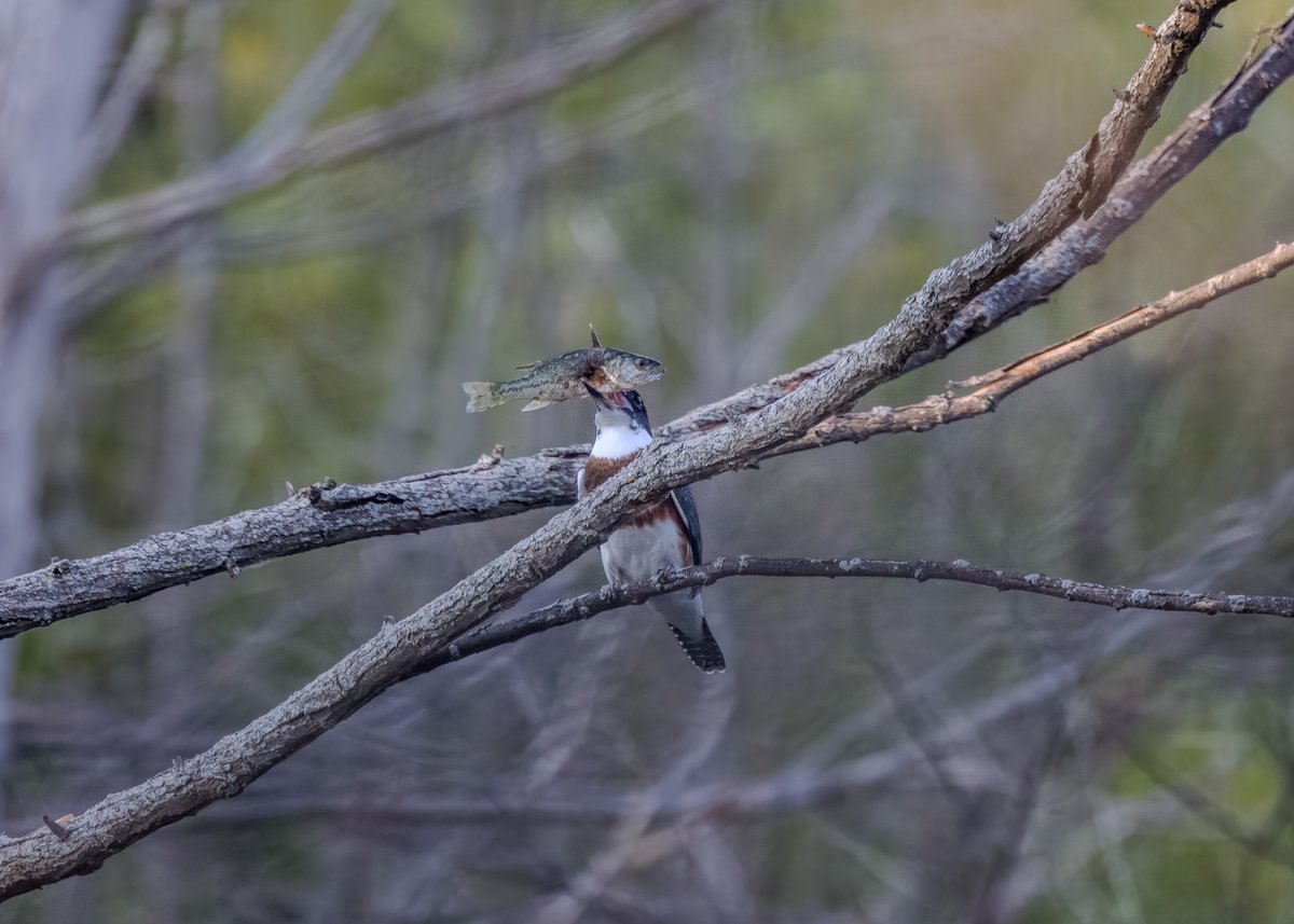 Now that certainly looks like something to be proud of! A belted Kingfisher tosses the fish in the air to get a better grip! #birds #birding #birdsinwild #birdphotography #twitternaturecommunity #TwitternaturePhotography #Canon #IndiAves #WildlifePhotography #BirdsSeenIn2025