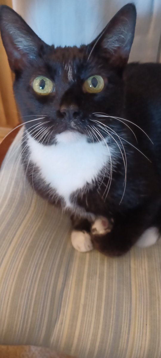 Hash Howard (@1hashhoward) on Twitter photo MissyBBB, you're an inspiration to felines everywhere. With thanks. Dolly Delightful and Dixie T Kitty. MissyBBB, you're an inspiration to felines everywhere. With thanks. Dolly Delightful and Dixie T Kitty.