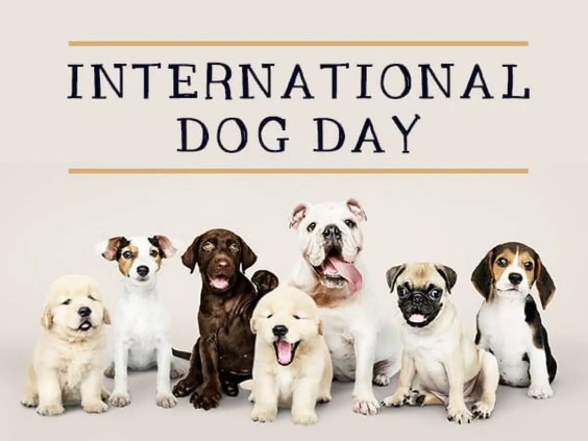 CultureTriviaW's tweet photo. Today, August 26th, is International #DogDay🐕🎉 It was created in 2004 by Colleen Paige to celebrate our four-legged friends, encourage adoption, and highlight the importance of companion, working, and assistance dogs. 🐶💞 https://t.co/pQPtsYyLN2