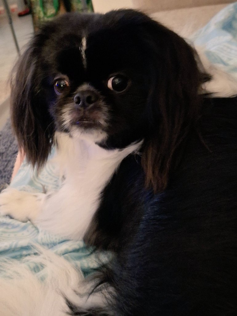 Nightbird7115's tweet photo. Radiance ๐ซ๐ซ๐ซ๐ซ๐ซ #JosieBoo #Havanese #Pekingese #Pupoy https://t.co/hKchxNt8hR