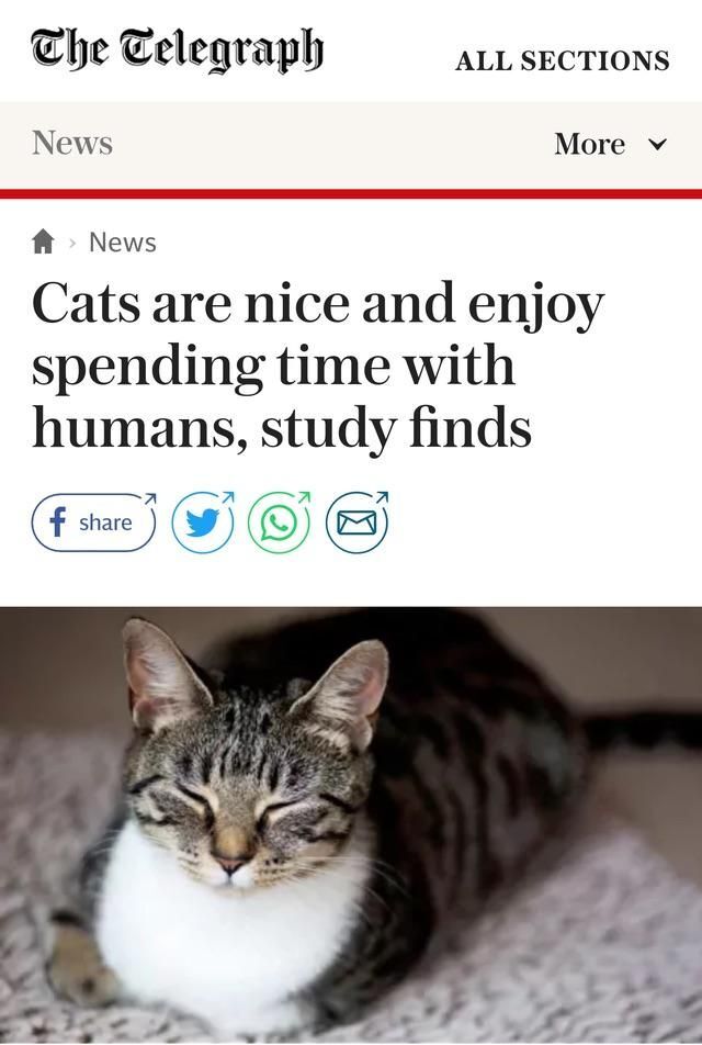WholesomeMemes (@wholesomememe) on Twitter photo 