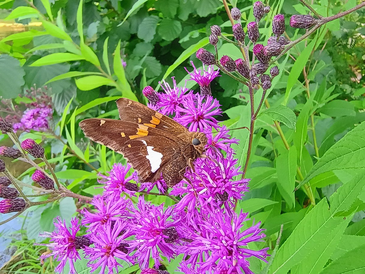beshortrunultra's tweet image. A beautiful butterfly posing. I love the details, especially its eyes. 
.
.
.
#hikemore #hikingadventures #optoutside #gooutside #naturelovers #naturetherapy #trailrunnersofinstagram #ultrarunnersofinstagram #trailtherapy #runpa #hikepa