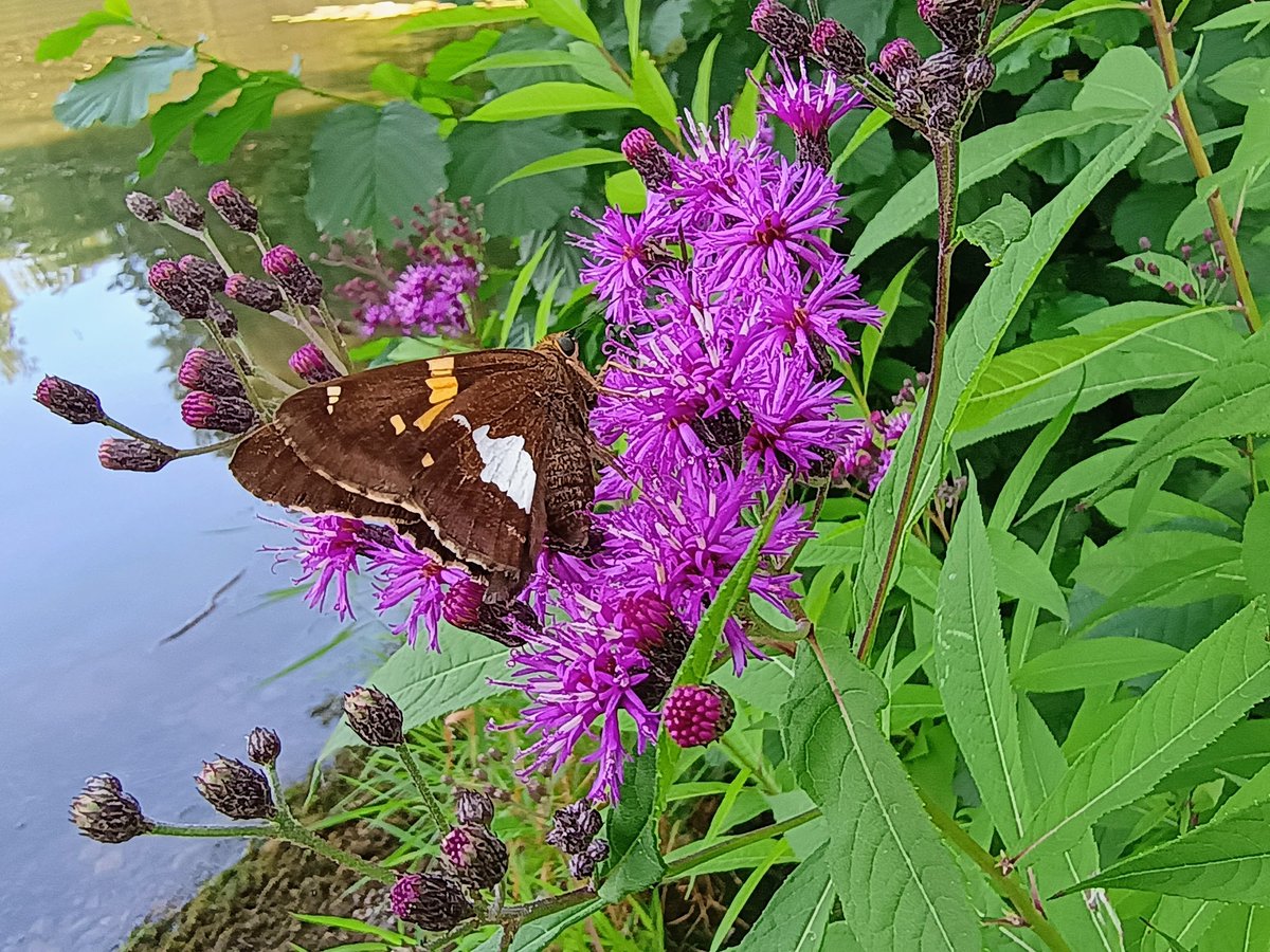 beshortrunultra's tweet image. A beautiful butterfly posing. I love the details, especially its eyes. 
.
.
.
#hikemore #hikingadventures #optoutside #gooutside #naturelovers #naturetherapy #trailrunnersofinstagram #ultrarunnersofinstagram #trailtherapy #runpa #hikepa