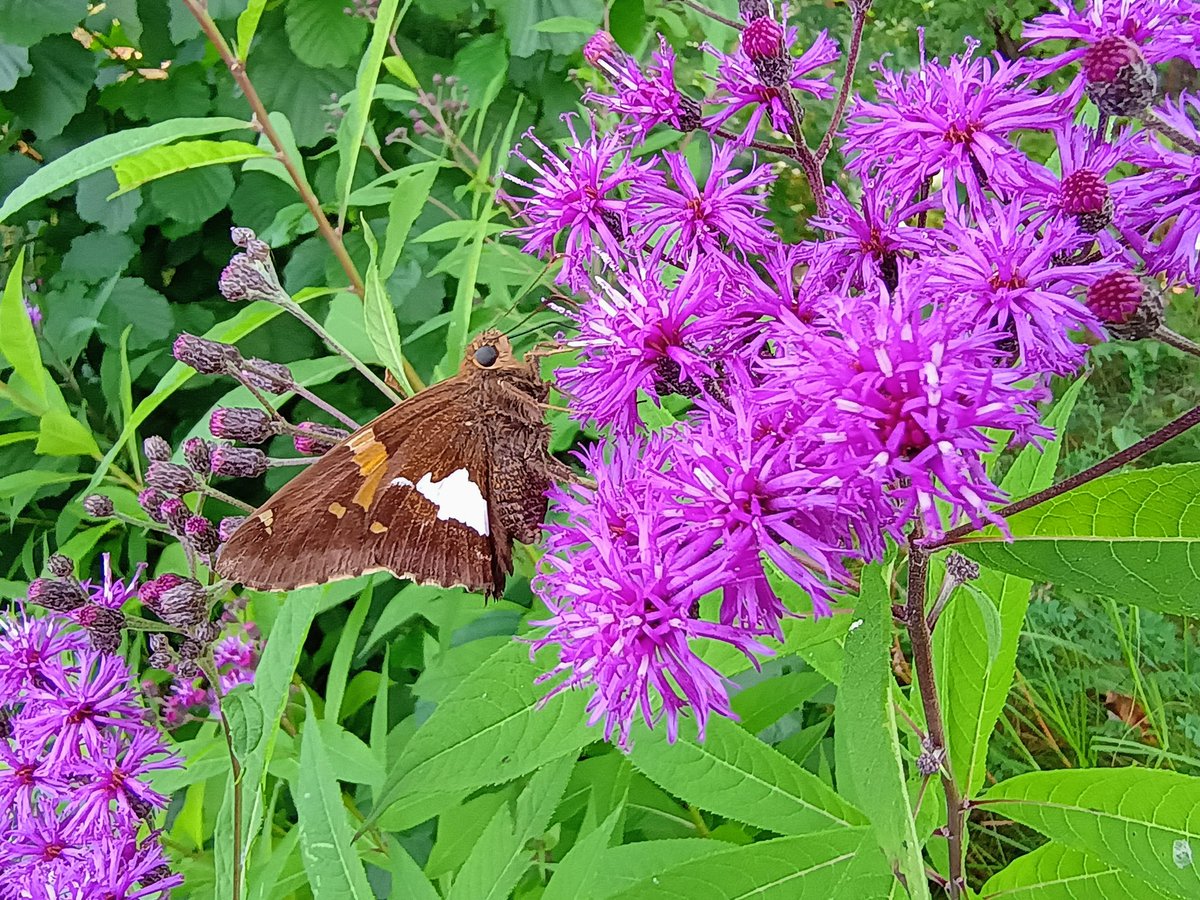 beshortrunultra's tweet image. A beautiful butterfly posing. I love the details, especially its eyes. 
.
.
.
#hikemore #hikingadventures #optoutside #gooutside #naturelovers #naturetherapy #trailrunnersofinstagram #ultrarunnersofinstagram #trailtherapy #runpa #hikepa