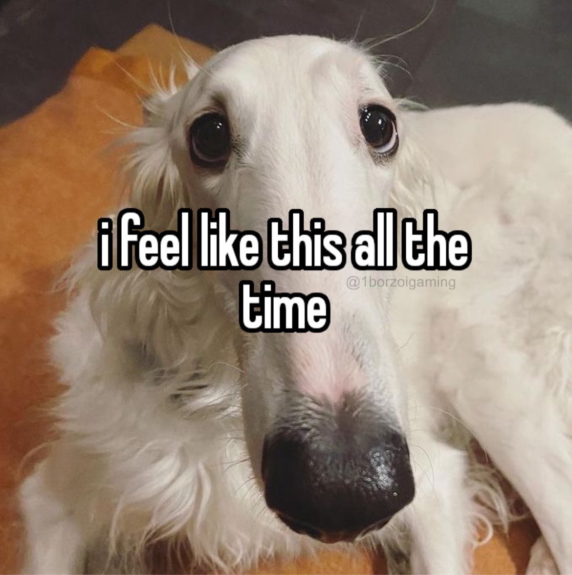 #borzoi #borzoitwt