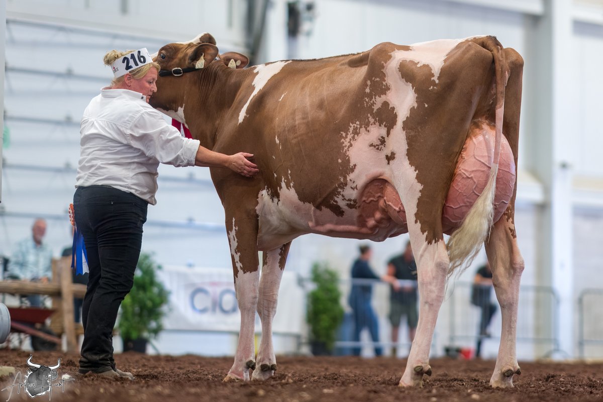 BLONDIN ALPHA AQUILA-RED
1st place Senior  Two Year Old
Le Supreme Laitier Holstein Show 2025
FERME BLONDIN, FERME LAFOUGERE INC, SAINT-PLACIDE, QC

See complete coverage at bit.ly/460tq9p