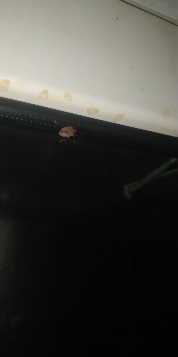 Цей чел дуже громко жужить коли літає