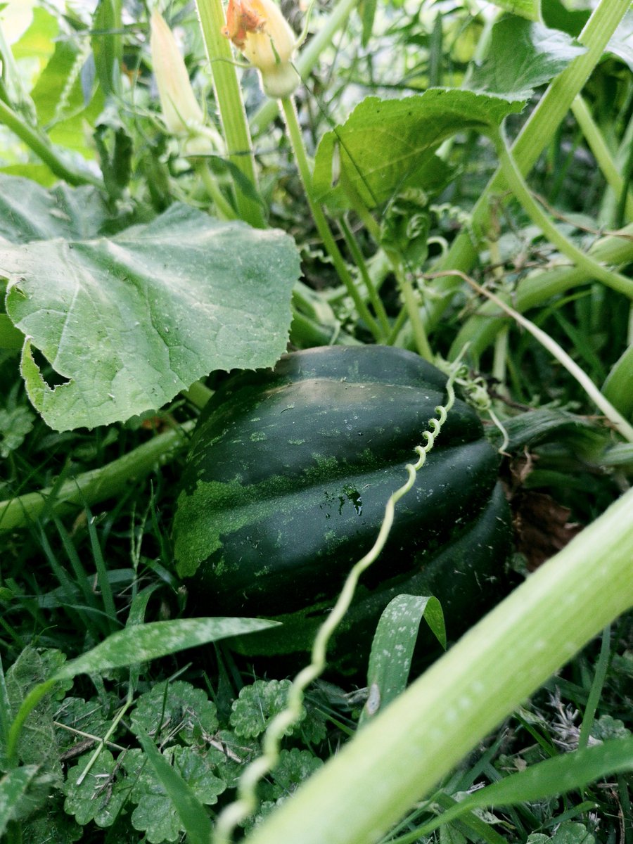 last year we bought little gourds for halloween, the squirrels found them fast ... and buried the seeds for a later date.....here's the later date 🥹