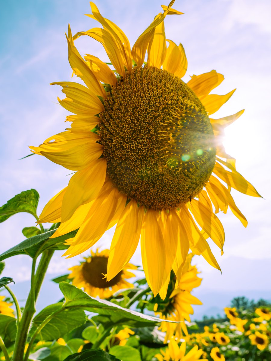 おはよ。台風の影響が少ないように願う朝。
今日も熱中症に気をつけて、ゆるっとのんびりほどほどにがんばろ〜ヽ(・∀・)