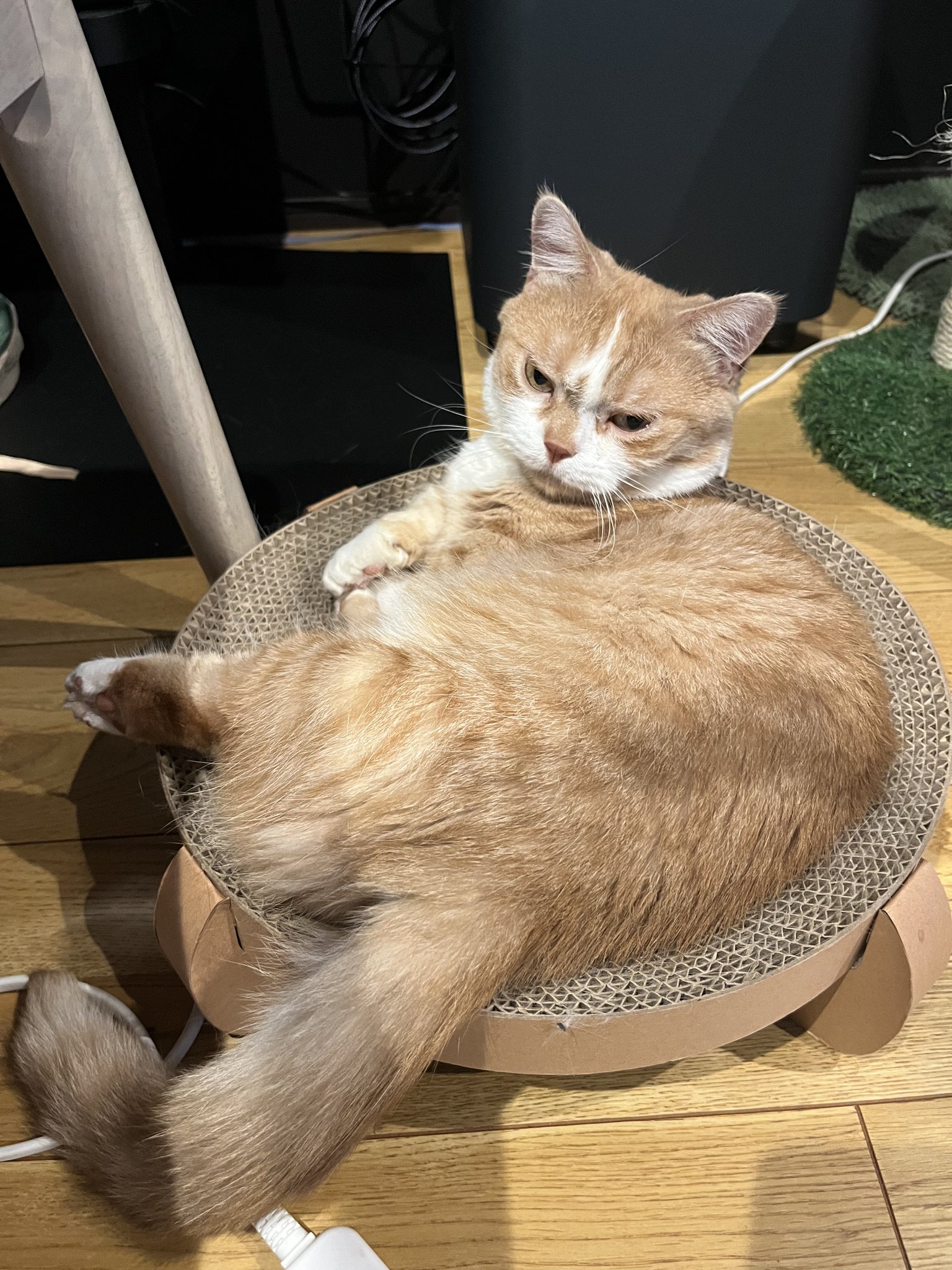 猫太郎 今日から4月です🌸 関西万博🌎️NYAXPO2025🐾 アンバサダーの
