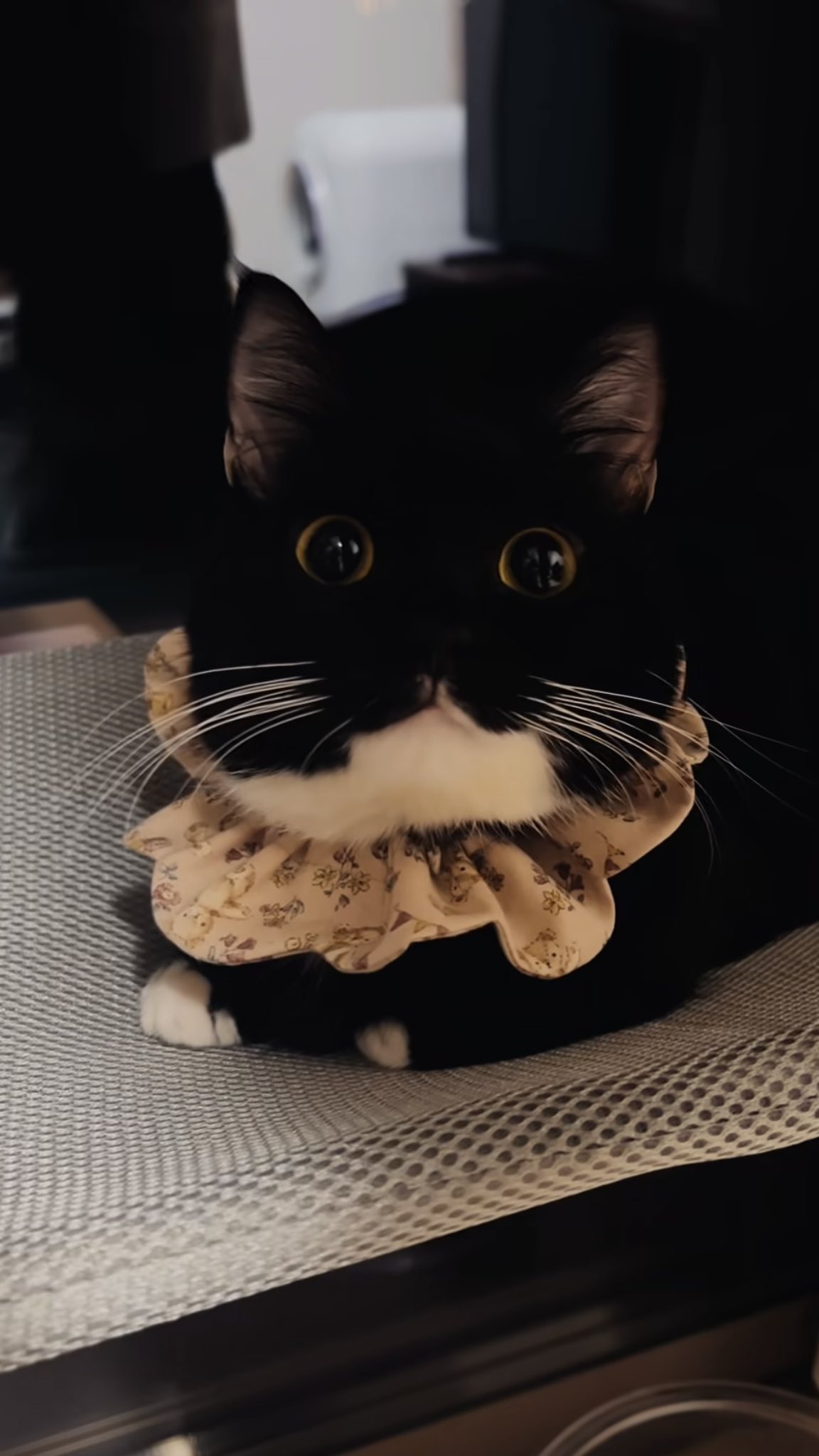 ねこねここ 小錦 (@konishiki_0725) • Instagram photos and videos