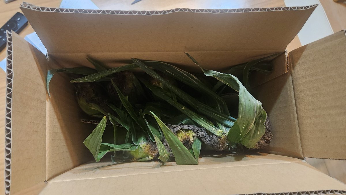 tinyp22's tweet photo. 新鮮なトウモロコシ🌽をいただきました☺
生で食べたの初めてだったけど、瑞々しくて美味しい✨ まるで #佐藤凌我 のよう♥️
サッカーしながら皆さんこういう活動もされてるんですね。頭が下がります✨✨
#Fconnect
https://t.co/mvkTNNfWsh https://t.co/qjdpFJ8Zsh