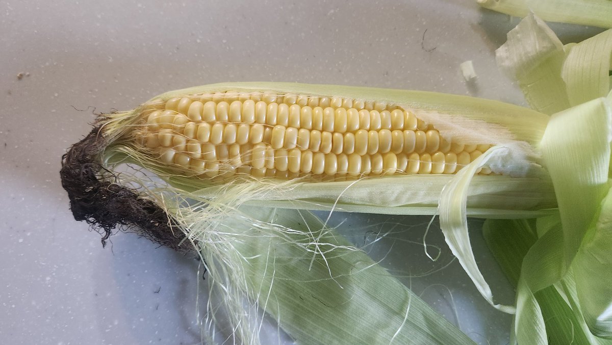 tinyp22's tweet photo. 新鮮なトウモロコシ🌽をいただきました☺
生で食べたの初めてだったけど、瑞々しくて美味しい✨ まるで #佐藤凌我 のよう♥️
サッカーしながら皆さんこういう活動もされてるんですね。頭が下がります✨✨
#Fconnect
https://t.co/mvkTNNfWsh https://t.co/qjdpFJ8Zsh