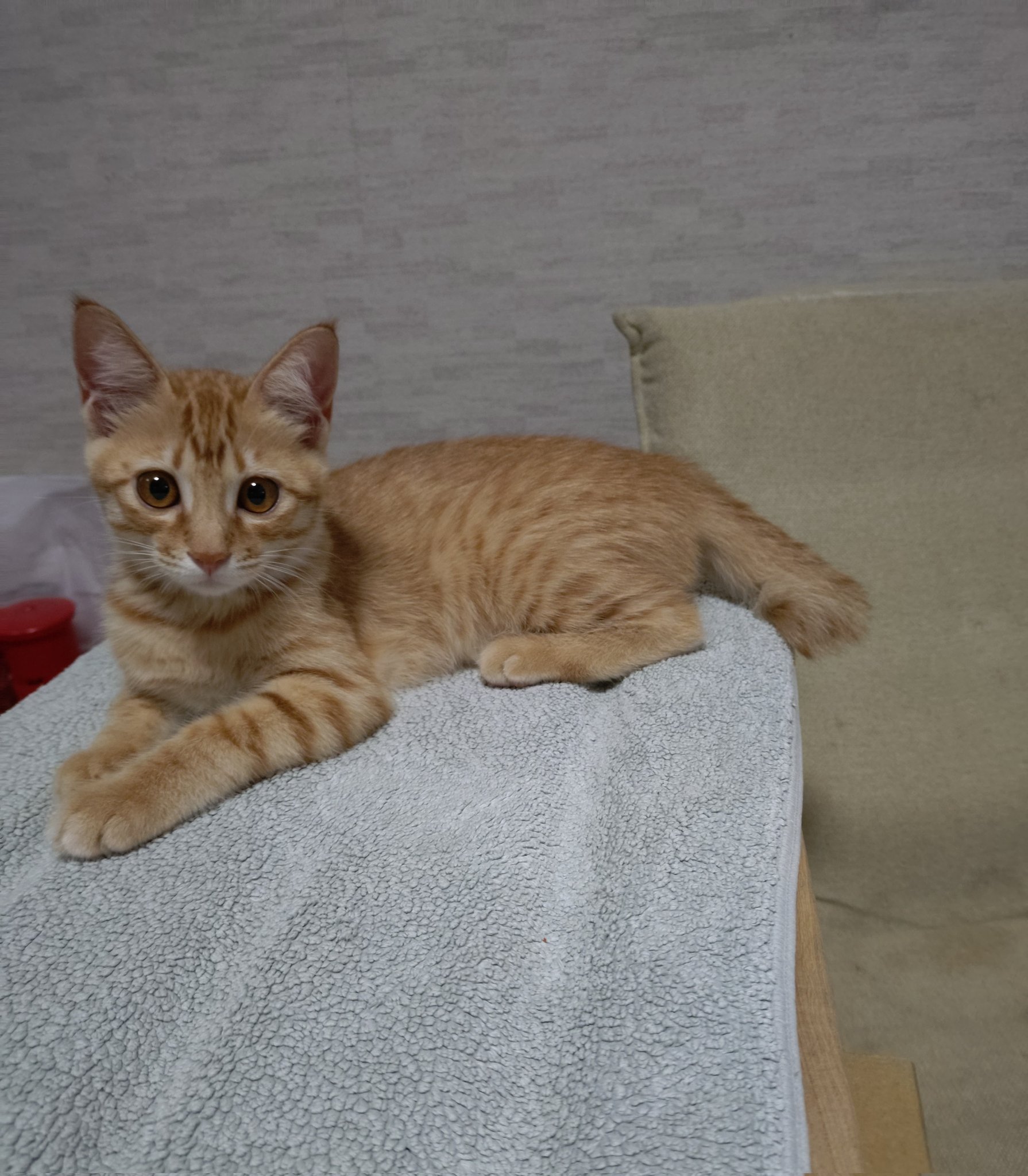 ドラ猫　おまとめ 茶トラ猫のななちゃん 𝕏 on X: 