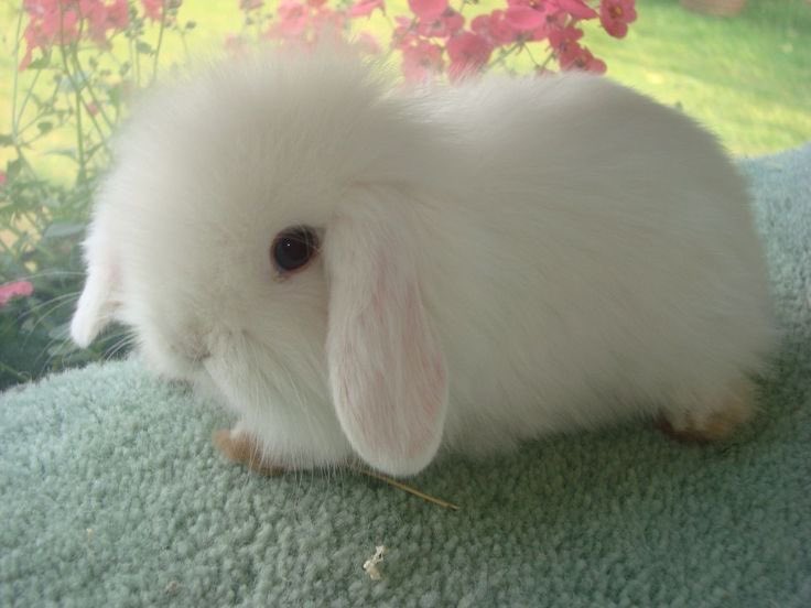 Bunnies's tweet photo. https://t.co/kE5b9QP7MZ