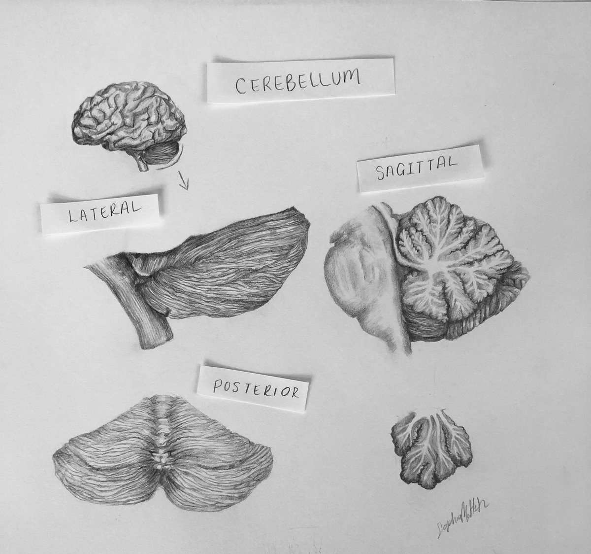 S0o4ia's tweet image. Here's an illustration i did of some cerebellums.. with cute little labels :) #bioart #sciart #neuroscienceart #brainart