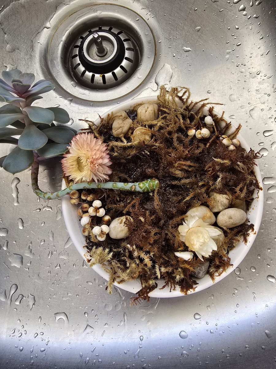 KerryAtkinson2's tweet image. I know I&apos;m not taking super good care of my plants right now, but why the fuck are mushrooms growing in with the succulent?
#PlantProblems #MushroomsIDidntPlant