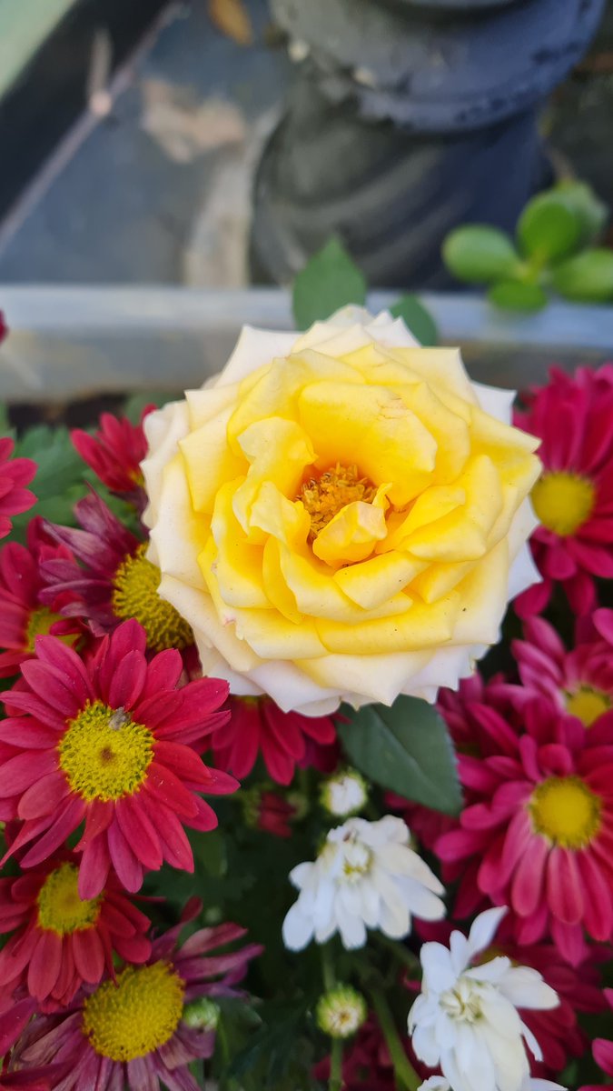 #garden #flowers