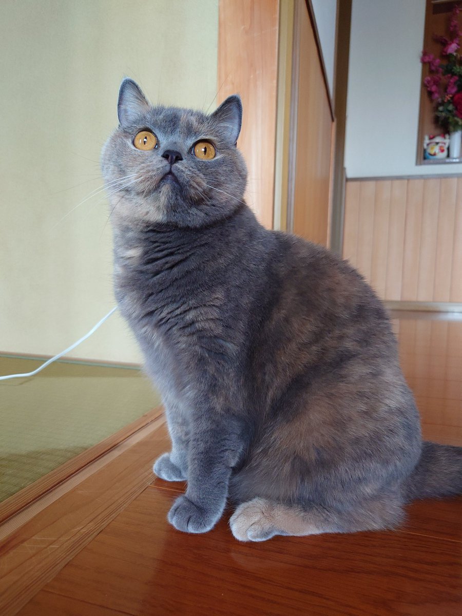 おはようございます。
今週ももう少し、頑張りましょう。
#ブリティッシュショートヘア 
#猫のいる暮らし