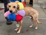 MeowMiya88's tweet photo. 📢🇺🇲🗽Please RT🚨 
18 #NYC #cats #dogs need to be rescued by 12pm Saturday August 23⏳ 
🆘️EUTH AT RISK BECAUSE ABANDONED🆘️ 
Adoption/Foster/Transport inquiries📲 
Adopt@nycacc.org MLD1nycdogs@gmail.com Nycurgentcats@gmail.com Info@amsterdog.org 
https://t.co/iiU8iAzWgO https://t.co/KgaGJIy5jn