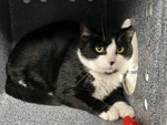 MeowMiya88's tweet photo. 📢🇺🇲🗽Please RT🚨 
18 #NYC #cats #dogs need to be rescued by 12pm Saturday August 23⏳ 
🆘️EUTH AT RISK BECAUSE ABANDONED🆘️ 
Adoption/Foster/Transport inquiries📲 
Adopt@nycacc.org MLD1nycdogs@gmail.com Nycurgentcats@gmail.com Info@amsterdog.org 
https://t.co/iiU8iAzWgO https://t.co/KgaGJIy5jn