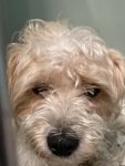 MeowMiya88's tweet photo. 📢🇺🇲🗽Please RT🚨 
18 #NYC #cats #dogs need to be rescued by 12pm Saturday August 23⏳ 
🆘️EUTH AT RISK BECAUSE ABANDONED🆘️ 
Adoption/Foster/Transport inquiries📲 
Adopt@nycacc.org MLD1nycdogs@gmail.com Nycurgentcats@gmail.com Info@amsterdog.org 
https://t.co/iiU8iAzWgO https://t.co/KgaGJIy5jn