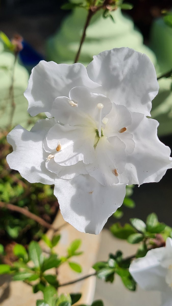 #Garden #Flowers
