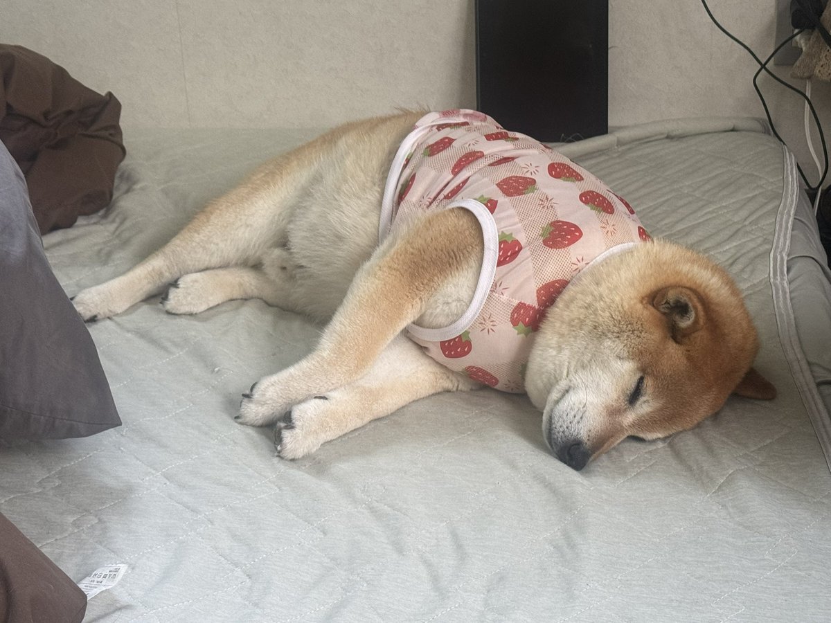 柴犬おもち tweet media