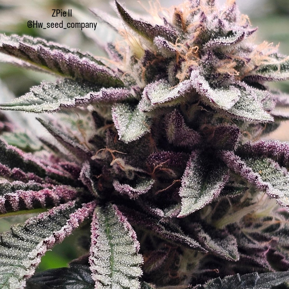 HwSeeds.de (@hw_seed_co) on Twitter photo 